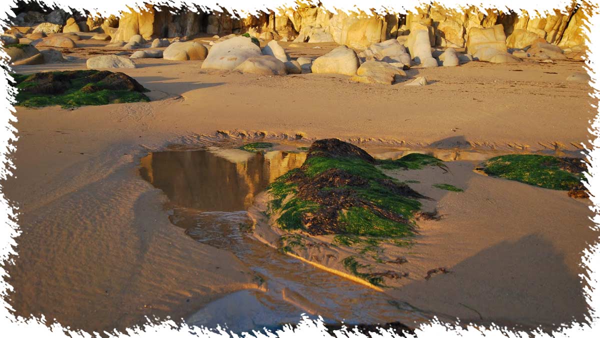 Trésors de la plage, laisse de mer et land art